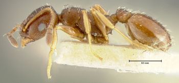 Media type: image;   Entomology 22783 Aspect: habitus lateral view